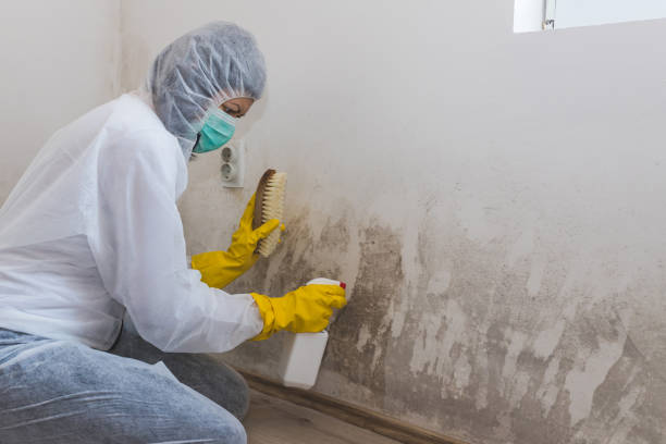 Best Black Mold Removal in Uhland, TX