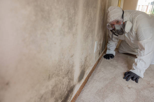 Best Water Damage & Mold Remediation in Uhland, TX